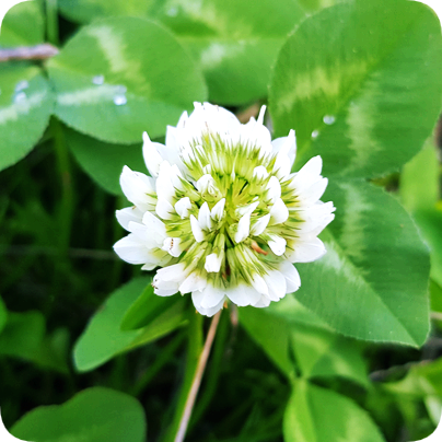 사본 -토기풀꽃.png